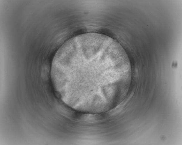 X0000090440082200708102036