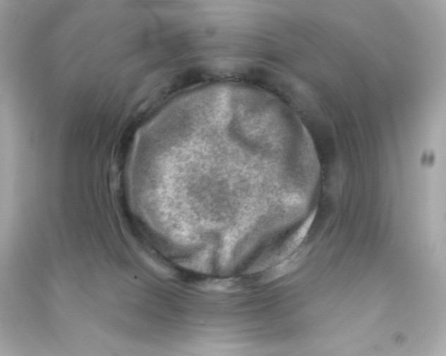 X0000090440086200708102036
