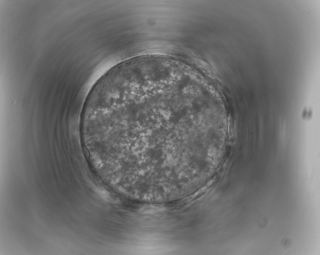 X0000090440099200708102036