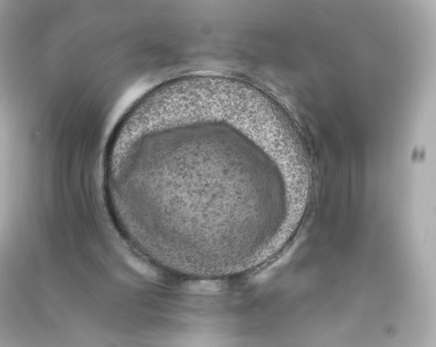 X0000090440102200708102036