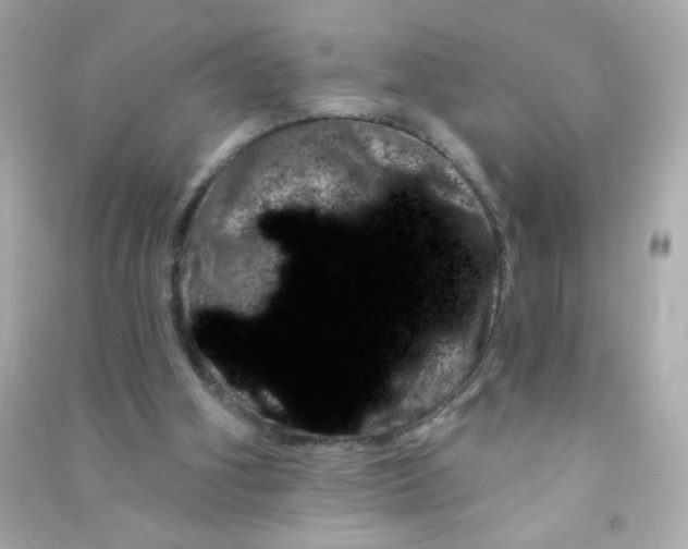 X0000090440106200708102036