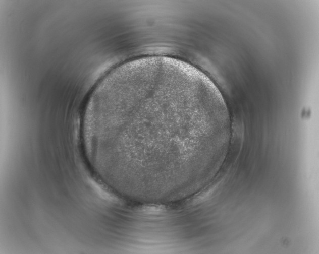 X0000090440110200708102036