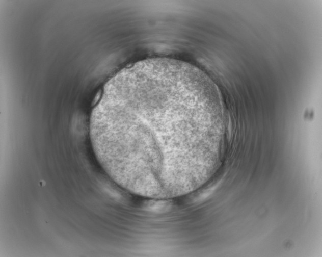 X0000090440135200708102035