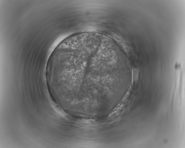X0000090440147200708102035