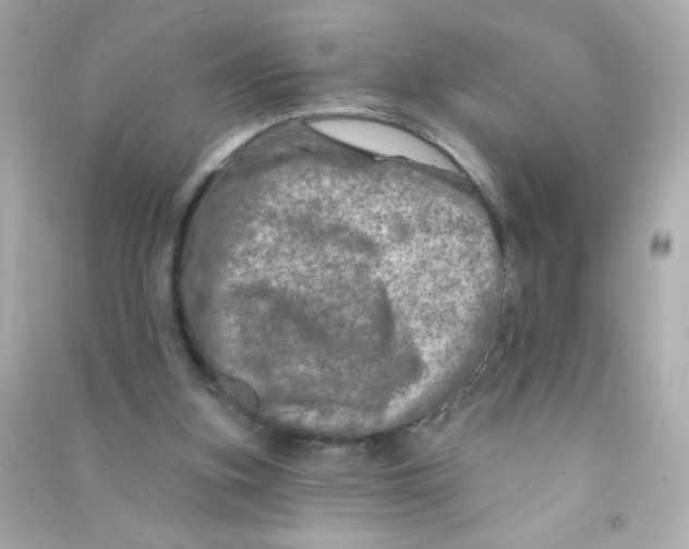 X0000090440155200708102035