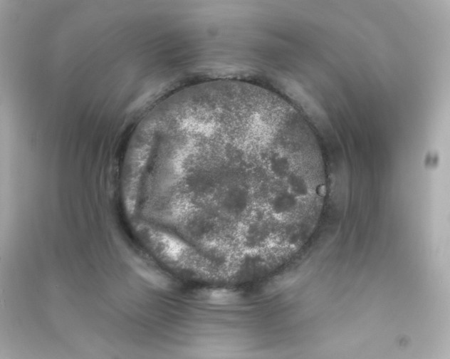 X0000090440165200708102035