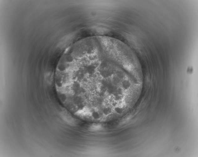 X0000090440177200708102035