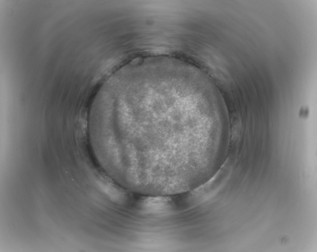 X0000090440179200708102035