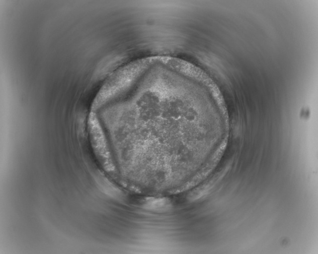 X0000090440185200708102035