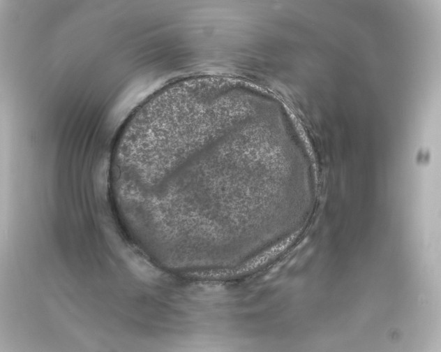 X0000090440194200708102035