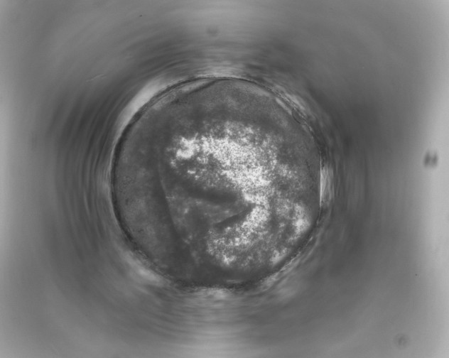 X0000090440195200708102035