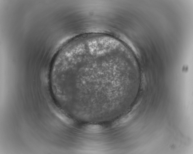 X0000090440203200708102034