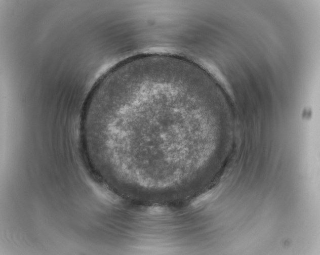 X0000090440204200708102034
