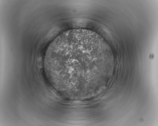 X0000090440224200708102034