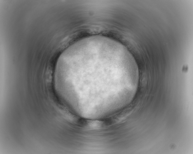 X0000090440226200708102034