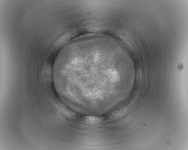 X0000090440234200708102034