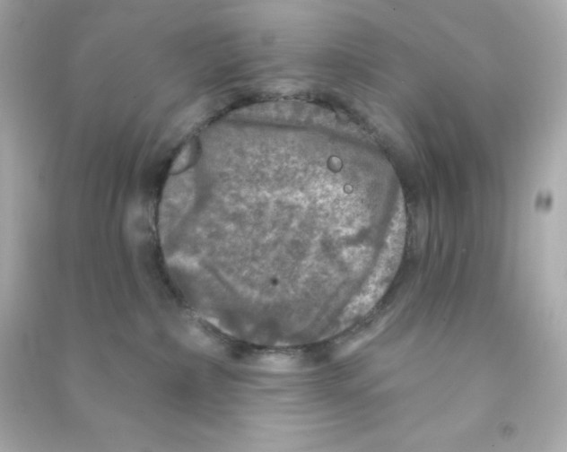 X0000090440236200708102034