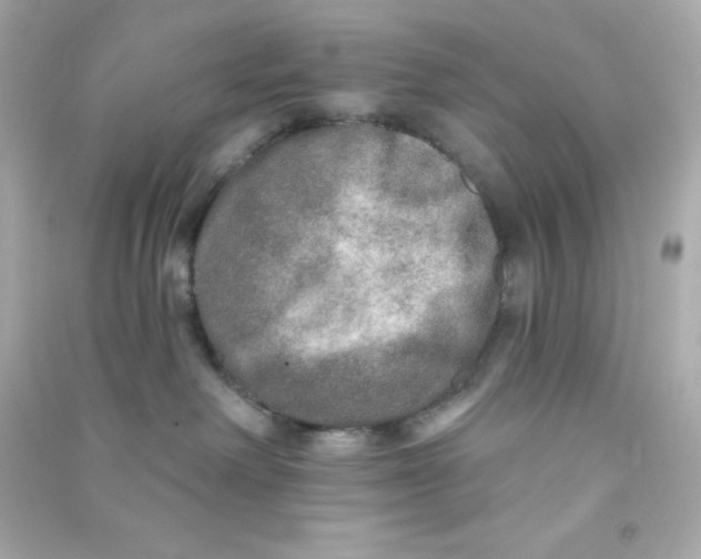 X0000090440238200708102034