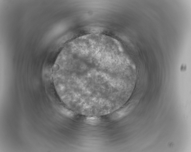 X0000090440240200708102034