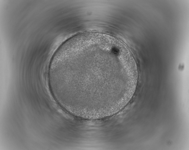 X0000090440241200708102033