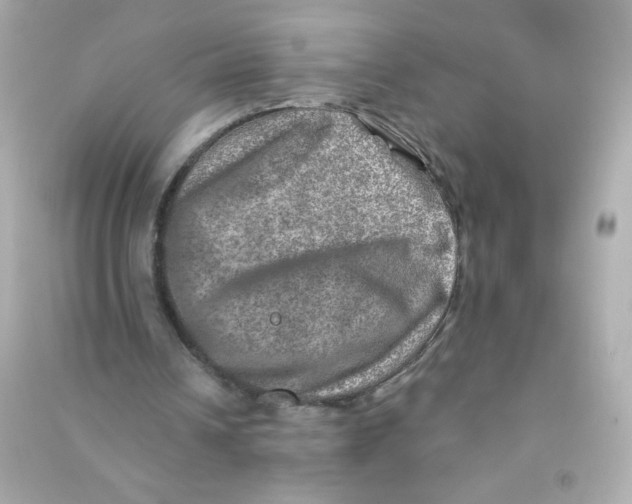 X0000090440242200708102033