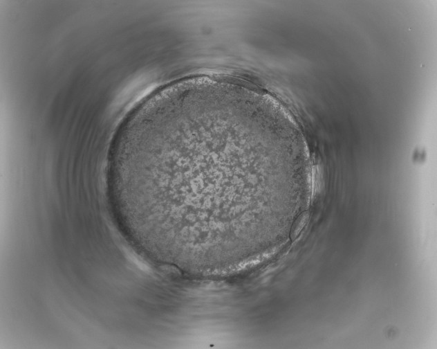X0000090440243200708102033