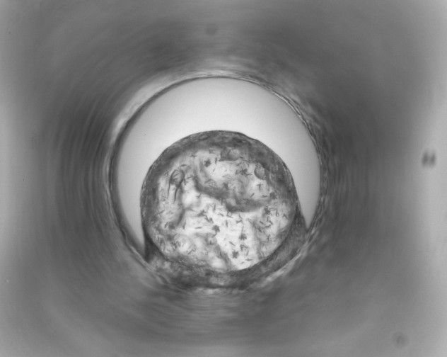 X0000090440244200708102033