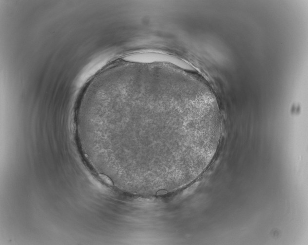 X0000090440245200708102033