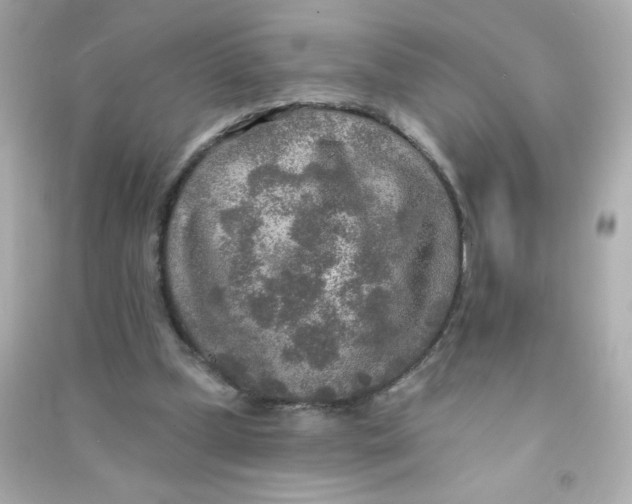 X0000090440249200708102033