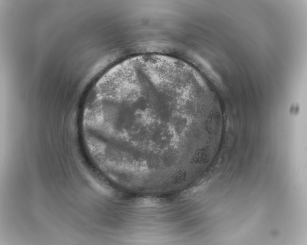 X0000090440250200708102033