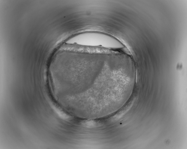 X0000090440253200708102033