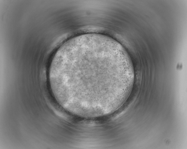 X0000090440254200708102033