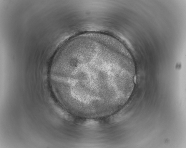 X0000090440257200708102033