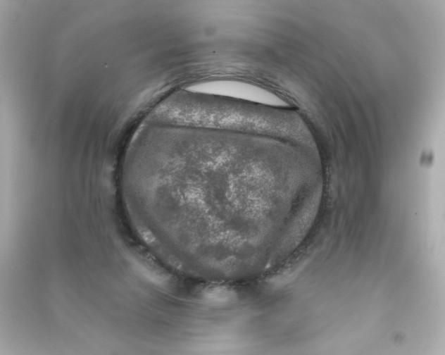 X0000090440258200708102033