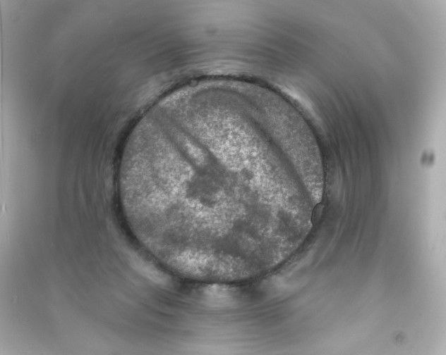 X0000090440261200708102034