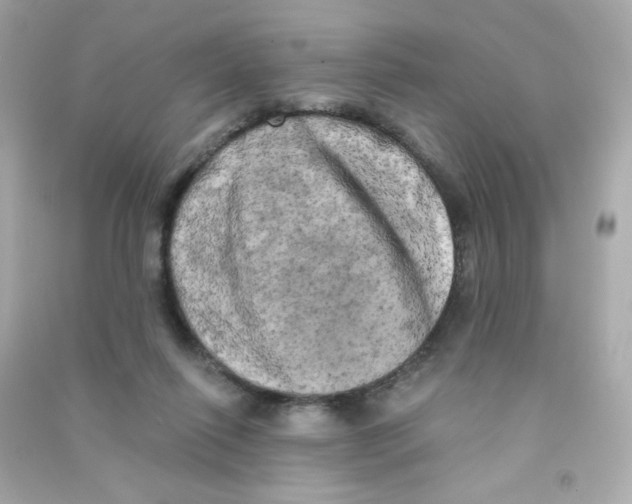 X0000090440262200708102034