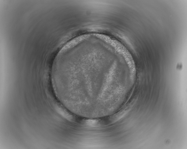 X0000090440265200708102034
