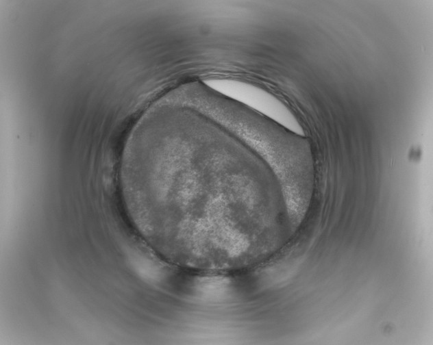 X0000090440266200708102034