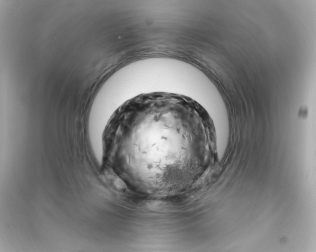 X0000090440268200708102034