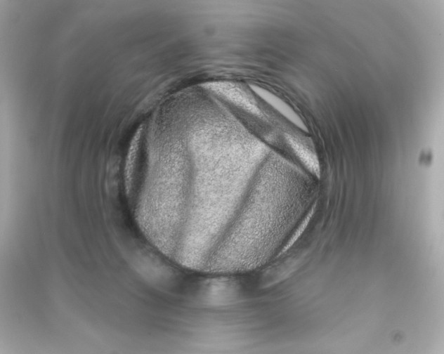 X0000090440275200708102034
