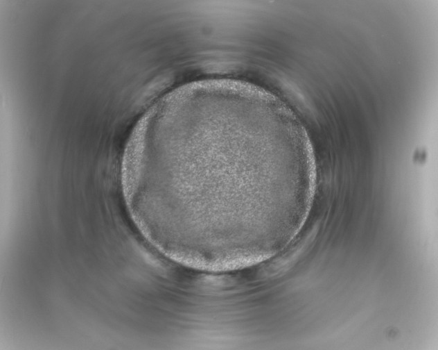 X0000090440277200708102034