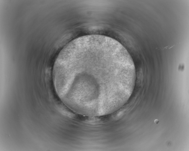 X0000090440278200708102034
