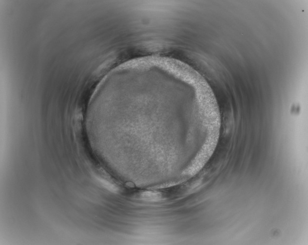 X0000090440279200708102034