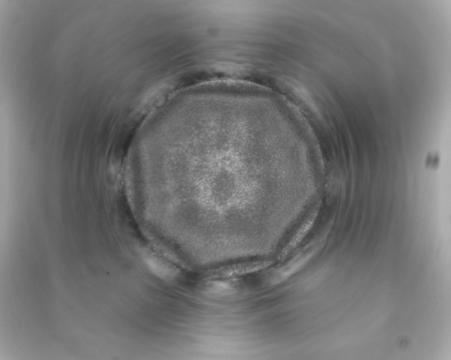 X0000090440285200708102034