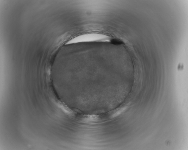 X0000090440288200708102034