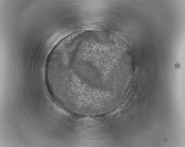 X0000090440290200708102033