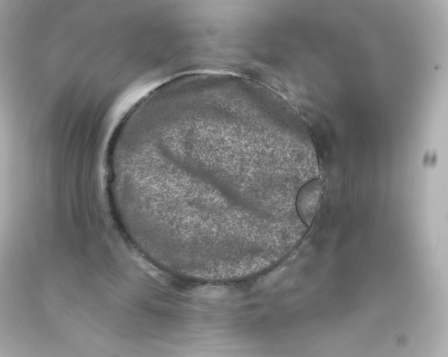 X0000090440294200708102033