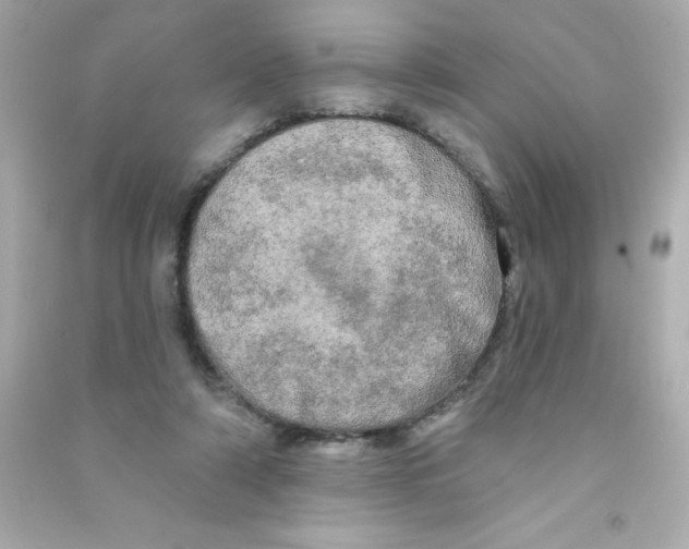 X0000090440306200708102033