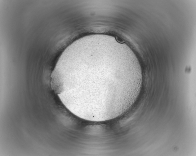 X0000090440307200708102033