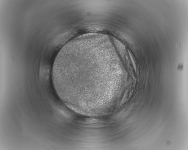 X0000090440315200708102033